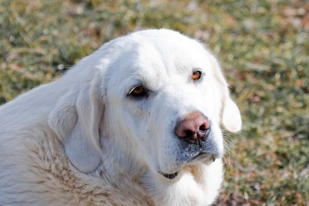 White dog, Leon, Spain