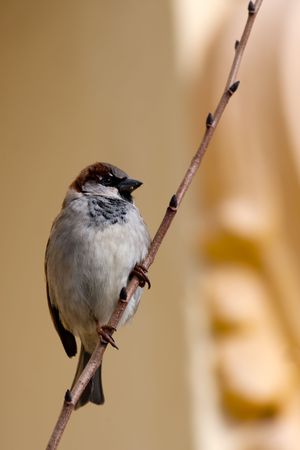 Sparrow in on branchの写真素材