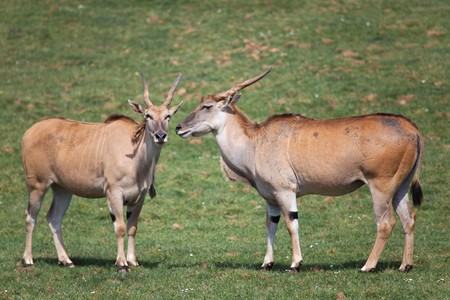 Elandsの写真素材