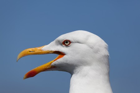 Seagull in La Coruña, Galicia, Spainの写真素材