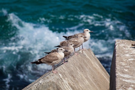 Seagulls in Llanes, Asturias, Spainの写真素材