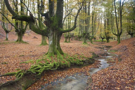 Wood of Otzarreta in autumn, Gorbeia, Alava, Spainの写真素材