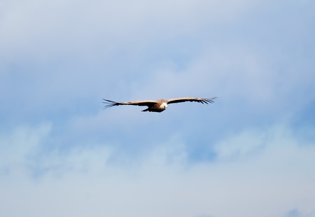 Vulture on Fly, Orduï¿½a, Bizkaia, Spainの写真素材