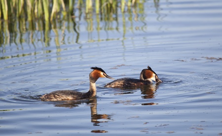 Great Crested Grebe, Salburua, Vitoria, Alava, Spainの写真素材