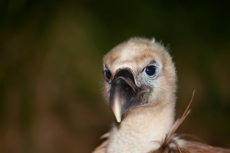 Vulture, The Merindades, Burgos, Spainの写真素材