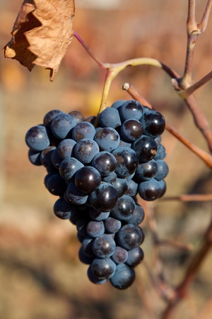 Bunch of grapes, Laguardia, Alava, Spainの写真素材