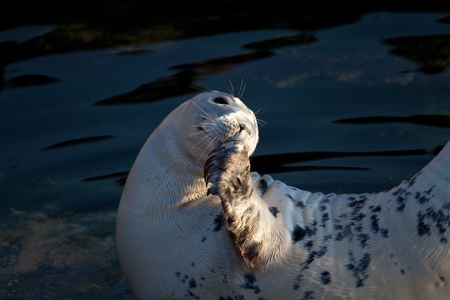 Sea Lion, The Magdalena, Santander, Cantabria, Spain
