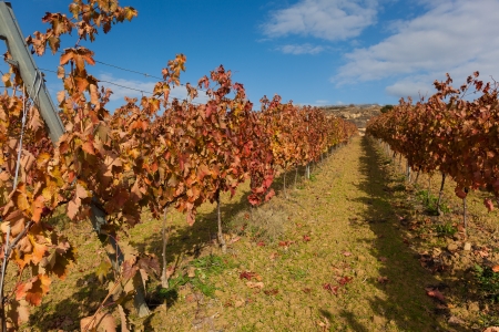 Vineyards in Laguardia, Alava, Basque Country, Spainの写真素材