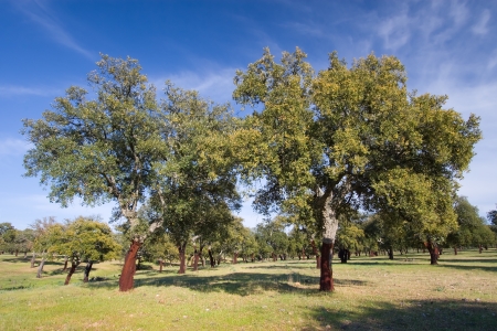 Cork oak, Monfrague, Caceres, Extremadura, Spainの写真素材