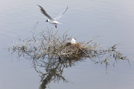 Larus melanocephalus in the Baie de Somme, Picardie, Franceの写真素材
