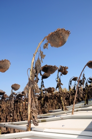 Sunflowerの写真素材