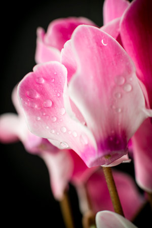 Cyclamen flowers with raindrops. Black background.の写真素材