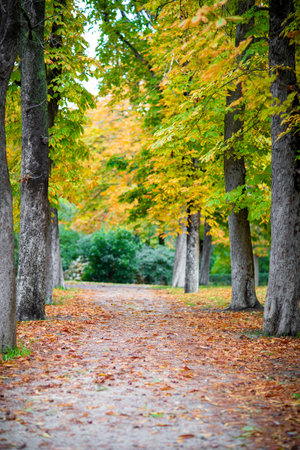 Vertical image of a path full of autumn leaves in a public parkの写真素材
