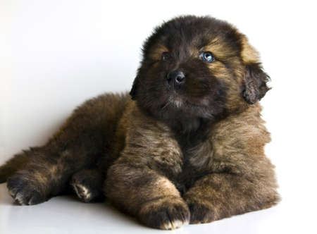 caucasian mastiff puppy full body with natural lightの写真素材