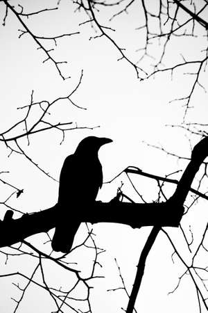 ravenの写真素材