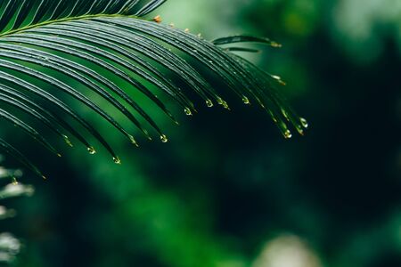 Beautiful palm leaf holds small drops of rainwater. Copy space.Out-of-focus background.Nature and...