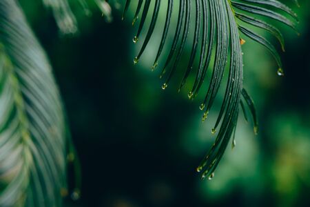 Delicate drops of rainwater about to fall from a wet leaf of a palm tree. Unfocused background. Copy space. Concept of beauty in nature and simplicityの写真素材