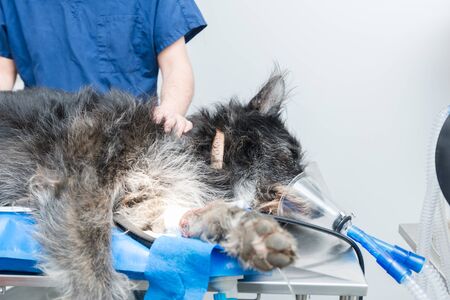 Lovely dog with anesthesia mask on the operating table. The vet rests his hand on the dog.Copy space.の写真素材
