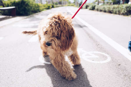 Puppy dog walking on the street. Concept of care and love for pets.