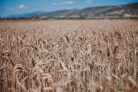 Wheat field ready for harvesting.Sunny day.Unfocused background.Rural landscapesの写真素材