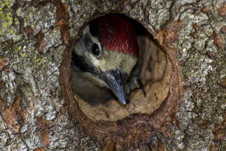 A baby woodpecker inside the tree hole nestの写真素材