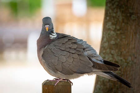 Fat pigeon standing on a bench looking to the cameraの写真素材