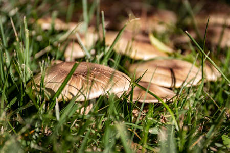 Close up on hidden mushrooms in the grassの写真素材