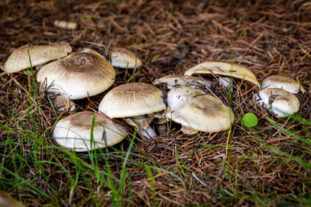 Hidden mushrooms under the pine tree spikesの写真素材