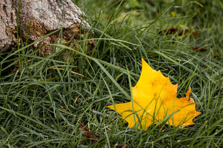 Yellow fallen leaf on the grass next to a tree