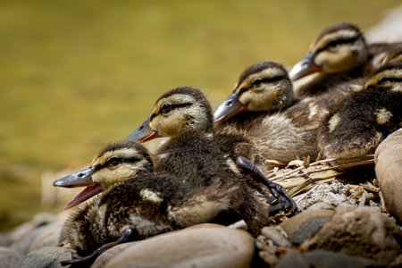 Some little ducks resting on a rock, diagonally placedの写真素材