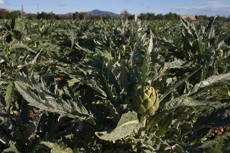 Agricultura mediterr?neaの写真素材