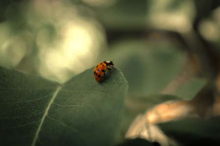Ladybug on leaf with unfocused backgroundの写真素材