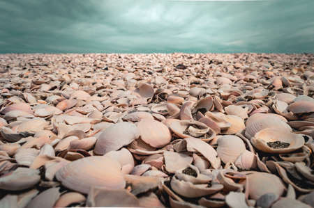 Sea of shells with sky on the horizon