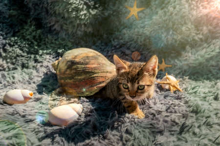 Funny tabby kitten inside a sea snail with starfish in the background and many colors