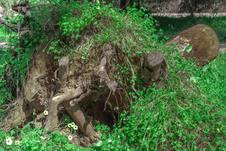 tree trunk uprooted from the ground and enveloped by vegetationの写真素材