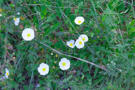 white flowers with yellow center and green branchesの写真素材