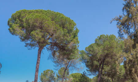 a group of stone pines under blue skiesの写真素材