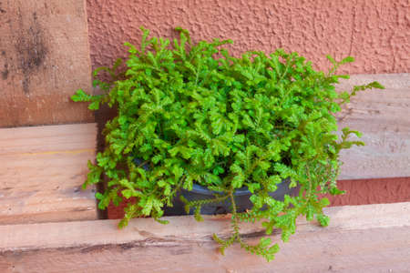Pot with green plant on a wooden palletの写真素材