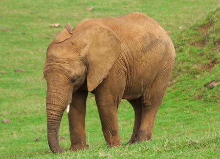 Elephantの写真素材