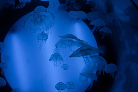 Jellyfishの写真素材