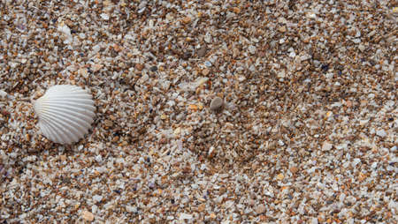 shell on the sand of a beach in the mediterranean