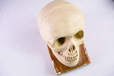 Skull of a white skull on a white backgroundの写真素材