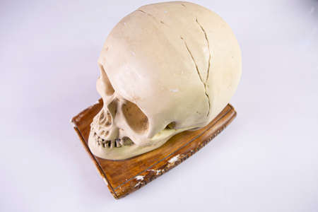 Skull of a white skull on a white backgroundの写真素材