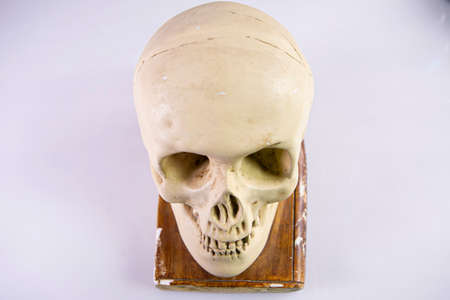 Skull of a white skull on a white backgroundの写真素材