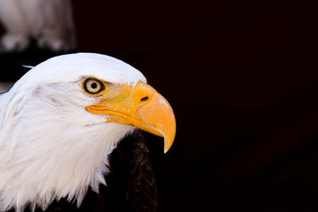 Head of a majestic golden eagleの写真素材