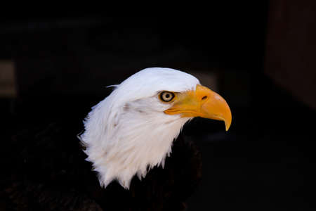 Head of a majestic golden eagleの写真素材