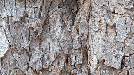 Detail of the brown texture of the bark of a Mediterranean tree