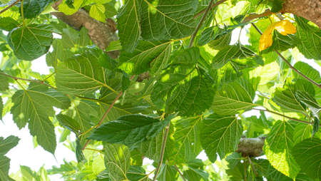 Green leaves of Morus Alba species tree in a garden