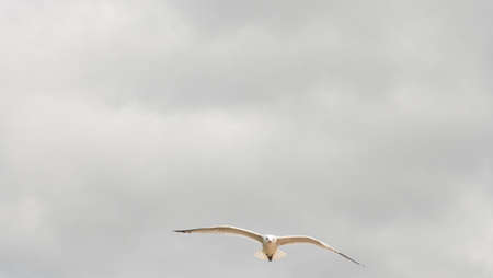 seagull flying through the air with wings spreadの写真素材
