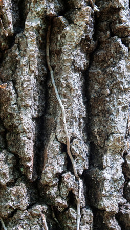 Detail of the bark of a pine treeの写真素材